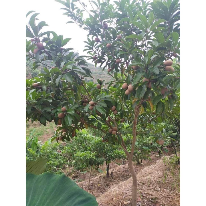 GIỐNG CÂY HỒNG XIÊM XOÀI (GIỐNG GHÉP MAU TRÁI)
