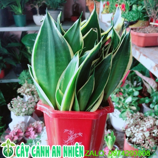 Cây lưỡi hổ thái xanh lớn