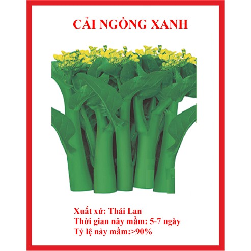 Hạt giống cải ngồng xanh 500 hạt