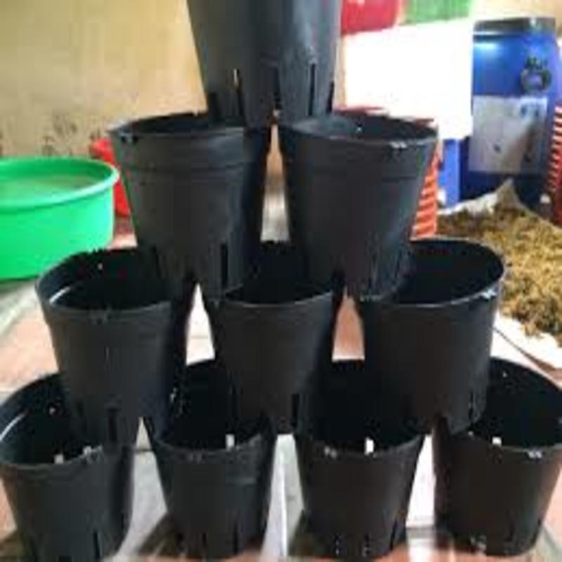 Combo 10 chậu nhựa tròn f16 trồng lan