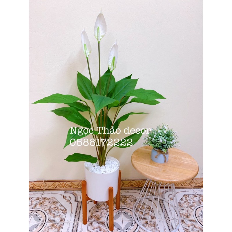 cây lan ý giả