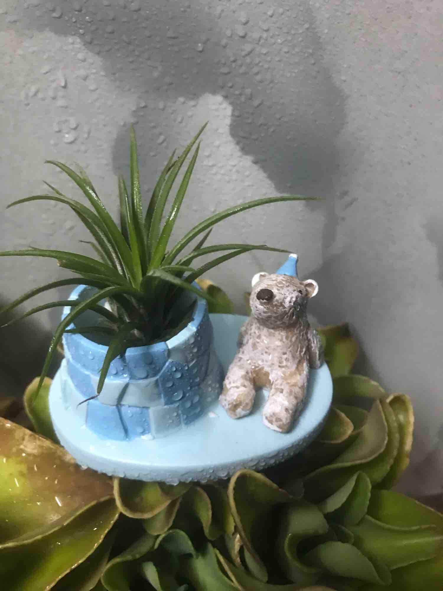 Set 5 cây không khí ionantha