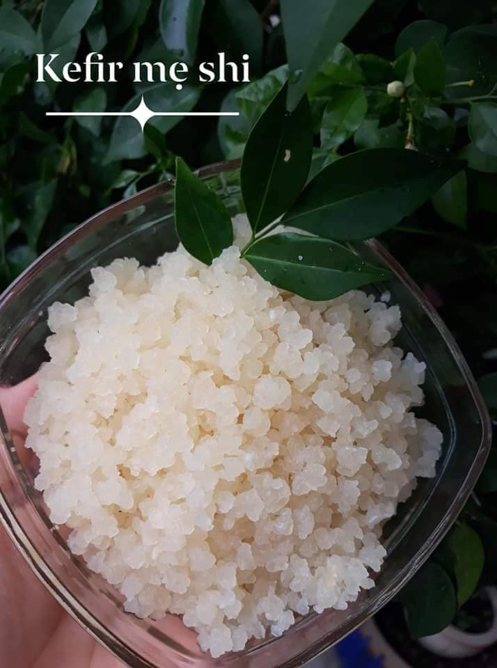 nấm water kefir đông khô...