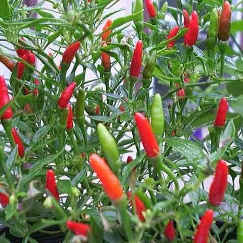"Gói 30 "Hạt giống ớt thóc (ớt xiêm rừng) [Seeds]