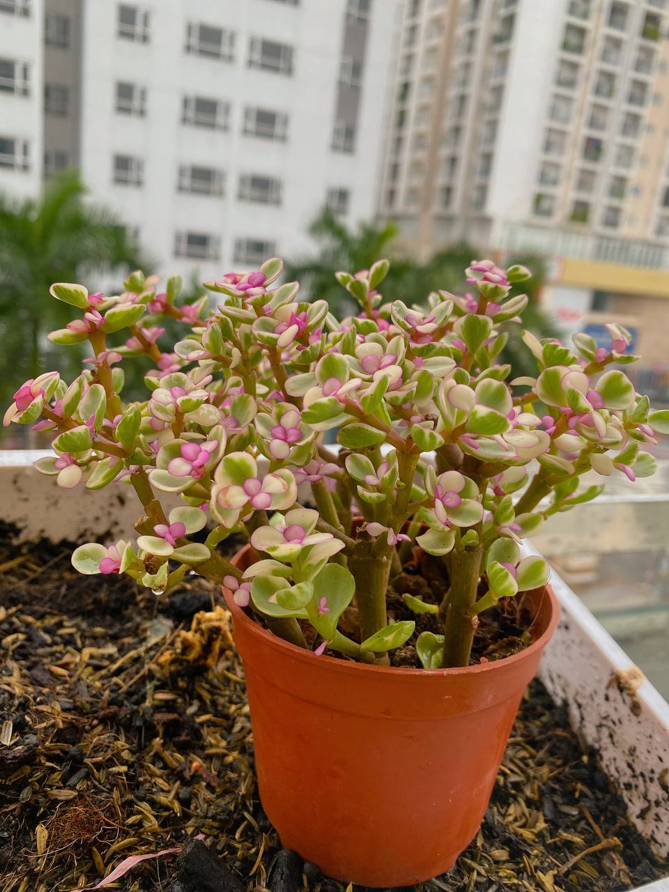 Sen Đá Đô La Hồng SUNNY GARDEN Xinh Xắn Dễ Chăm Sóc