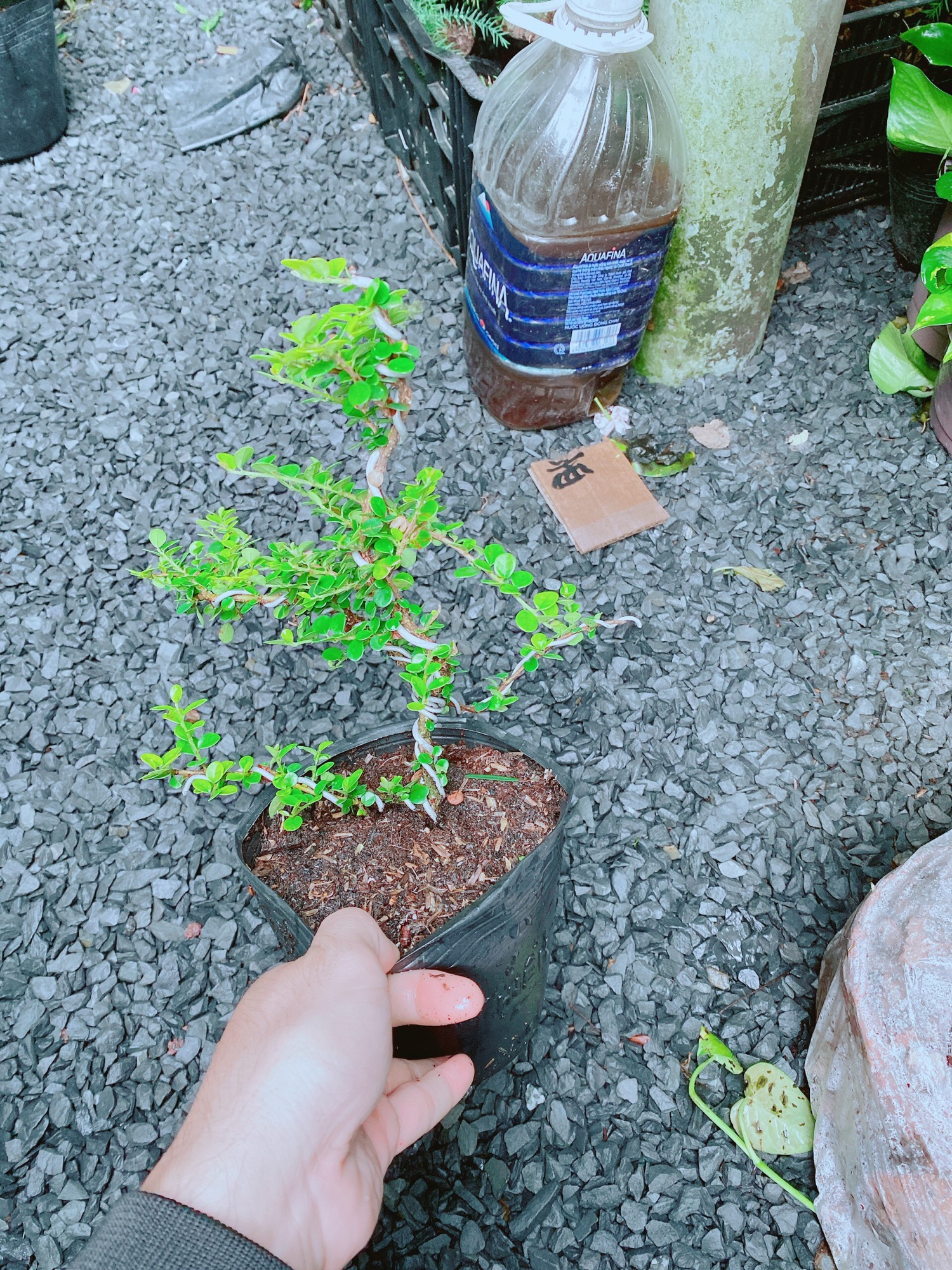 [HCM]Cây Sam Núi Bonsai