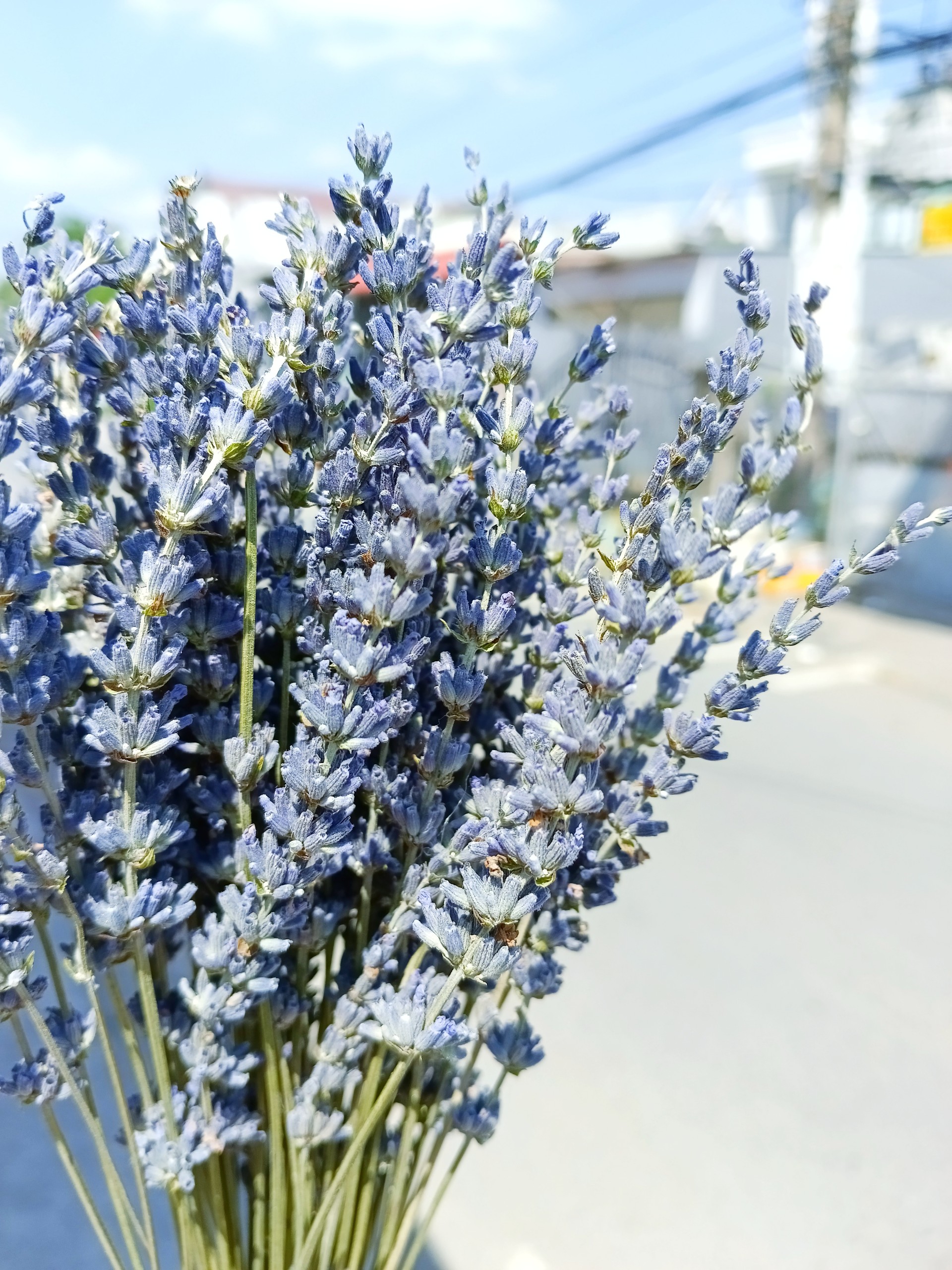 hoa khô - lavender, oải hương thơm ngát
