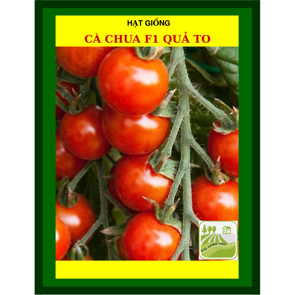 Hạt Giống Cà Chua 1Gram