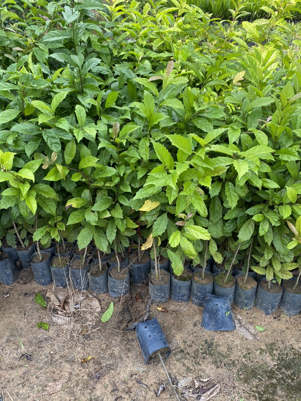 Cây xạ đen( trị bệnh gan) cao 50cm bầu to khỏe