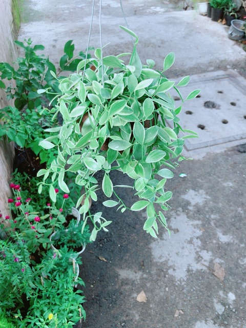 Chậu Cây Hạt Dưa