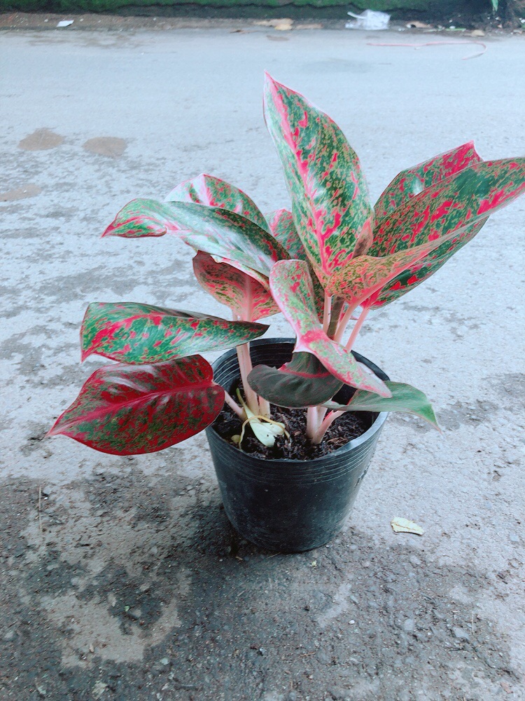 Cây Như Ý