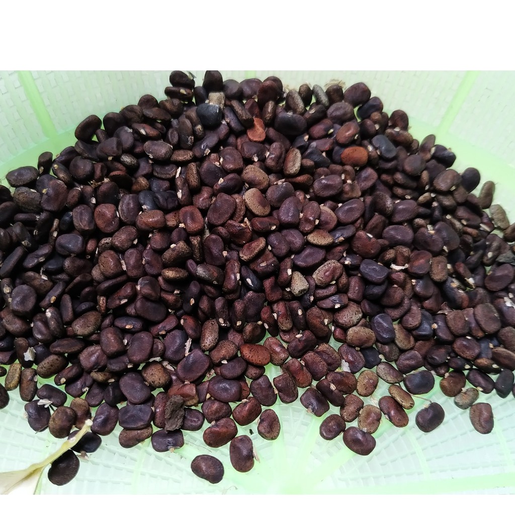 HẠT GIỐNG HOA ĐẬU BIẾC