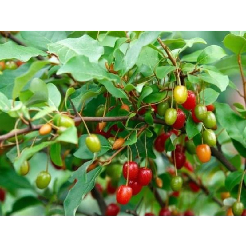 CÂY GIỐNG NHÓT NGỌT CHERRY SIÊU SỚM ( giao siêu nhanh cam kết chất lượng)