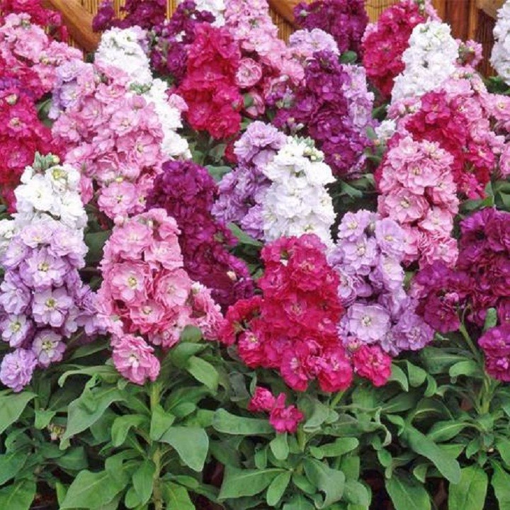Hạt giống hoa Hoàng Anh mix  màu - ( 50 hạt/gói )
