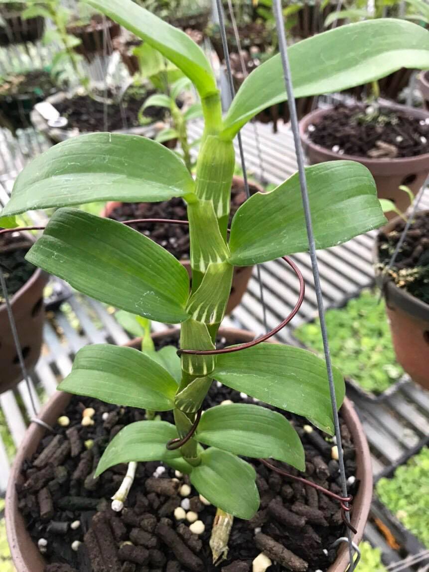 Hoa lan - trầm rừng myamar(cao 20cm, bộ rễ khỏe)