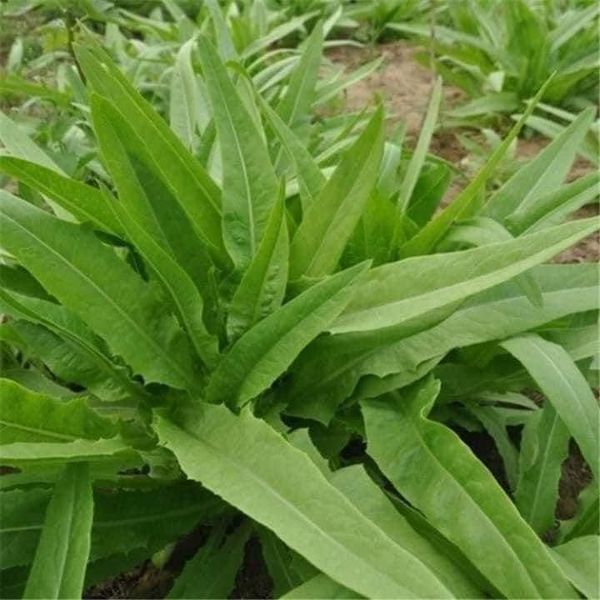 Hạt giống rau diếp nếp thơm gói 300 hạt
