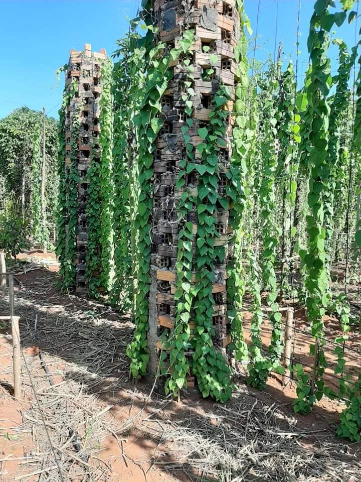 Combo of 10 forest ginseng plants (feather ginseng) sowing