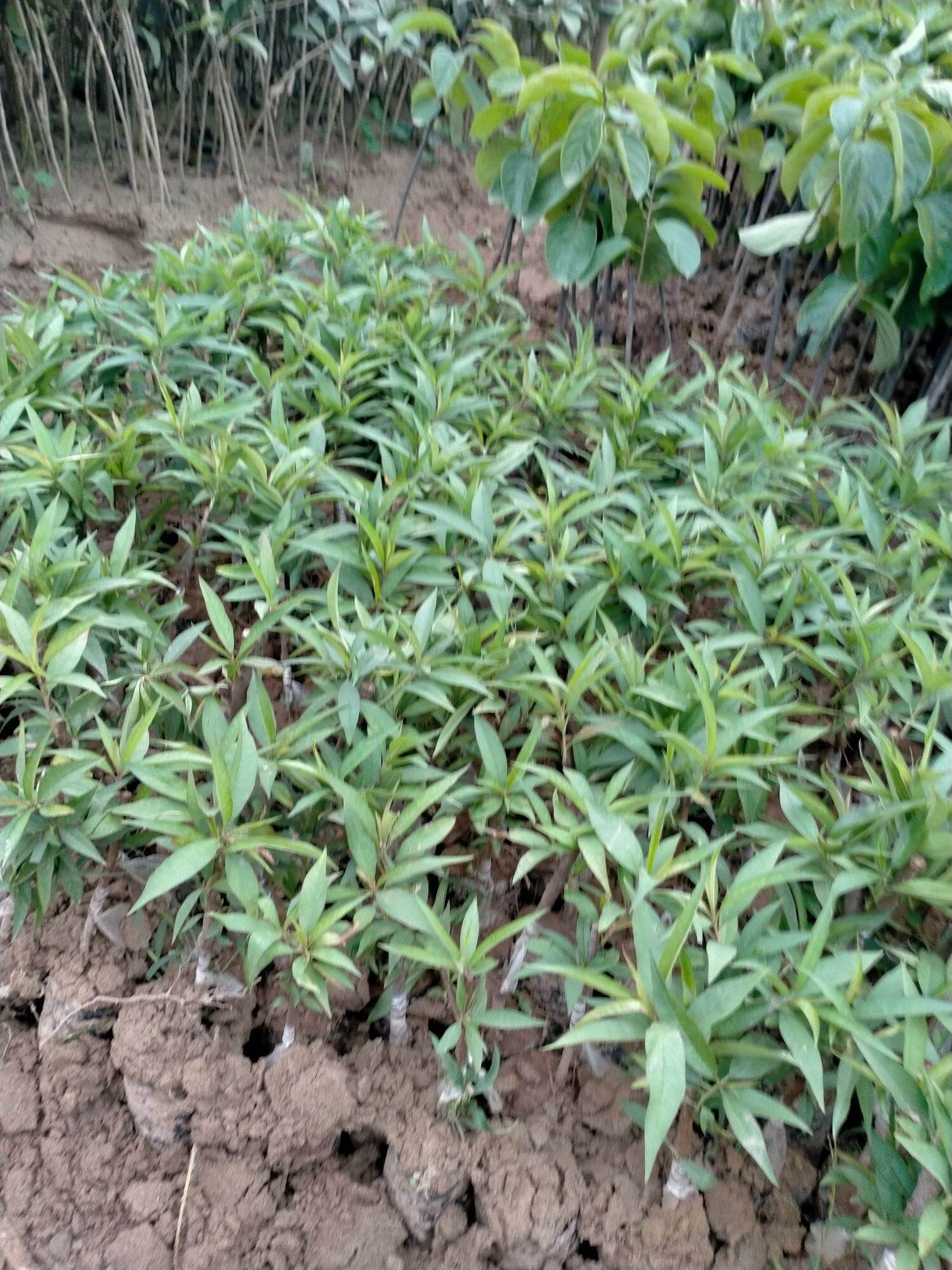 CÂY GIỐNG ĐÀO BÍCH ĐÀO PHAI TẾT CHO HOA
