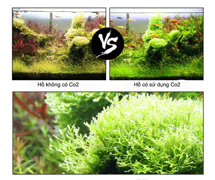 Set 60 viên sủi cung cấp CO2 cho hồ thủy sinh