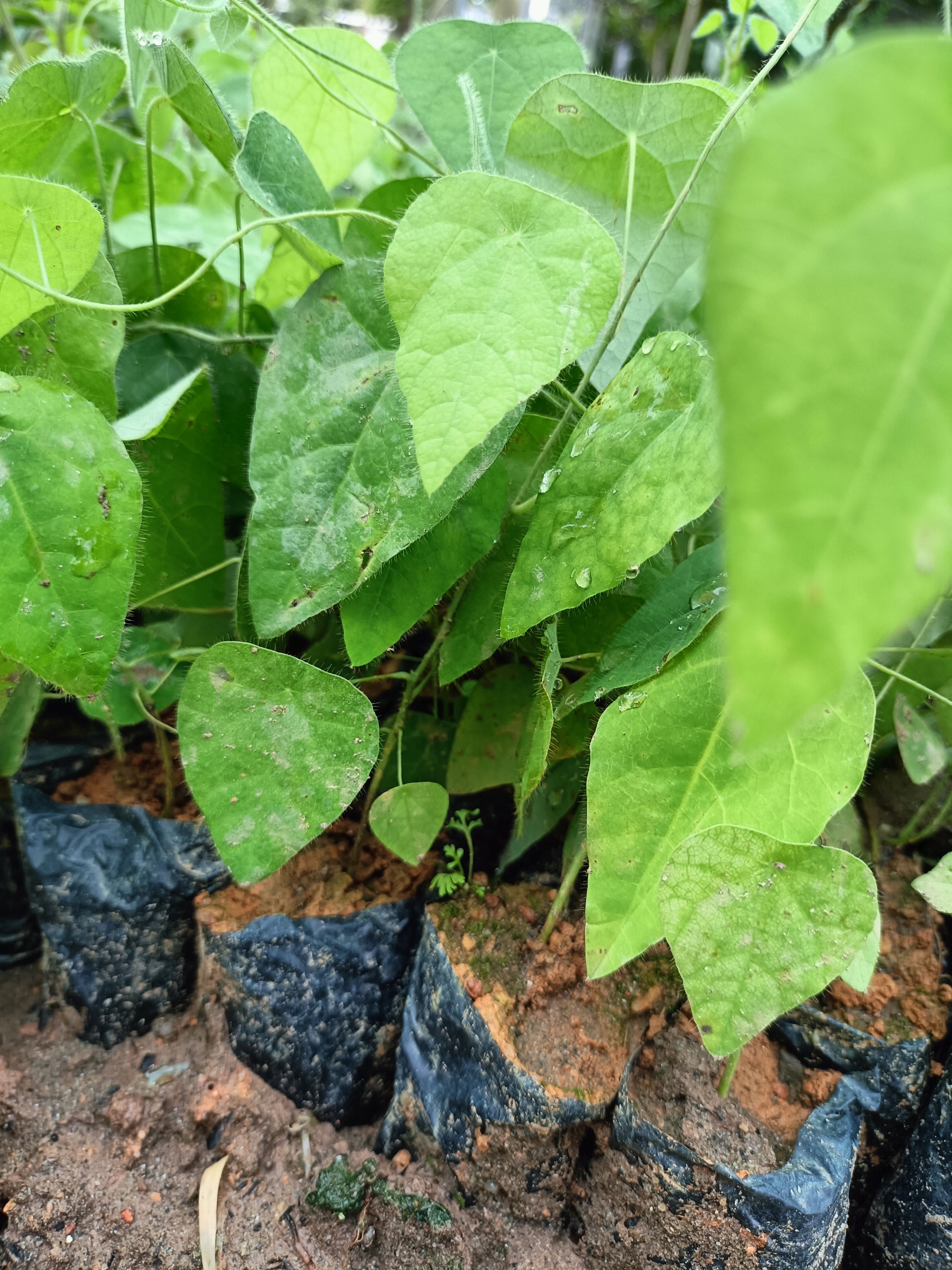 Cây giống sương sâm lông