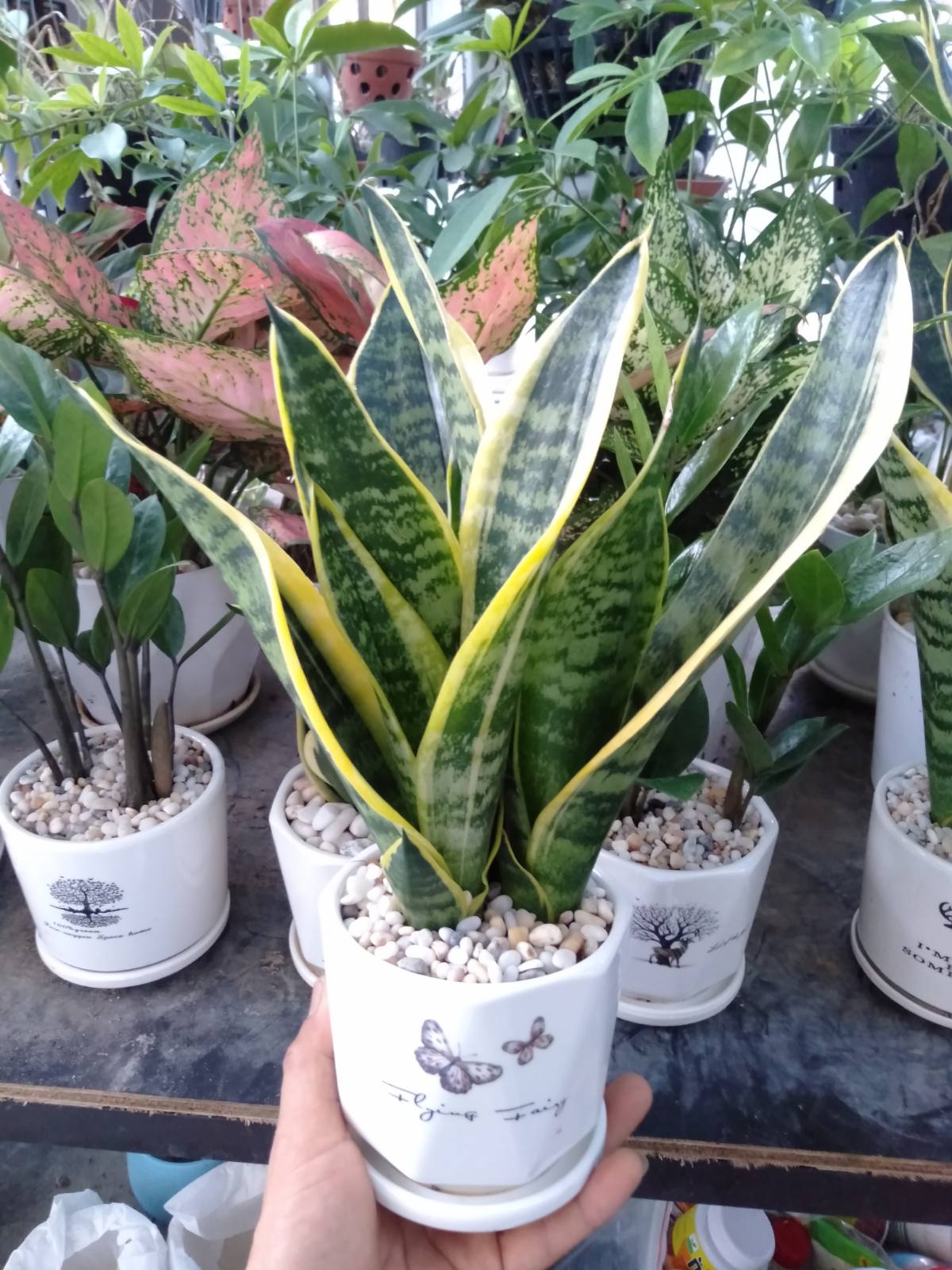 Cây lưỡi hổ để bàn chậu nhựa (3 cây/chậu)