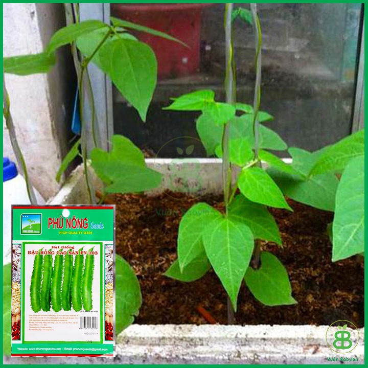 Hạt Giống Đậu Rồng Cao Sản 10Gr