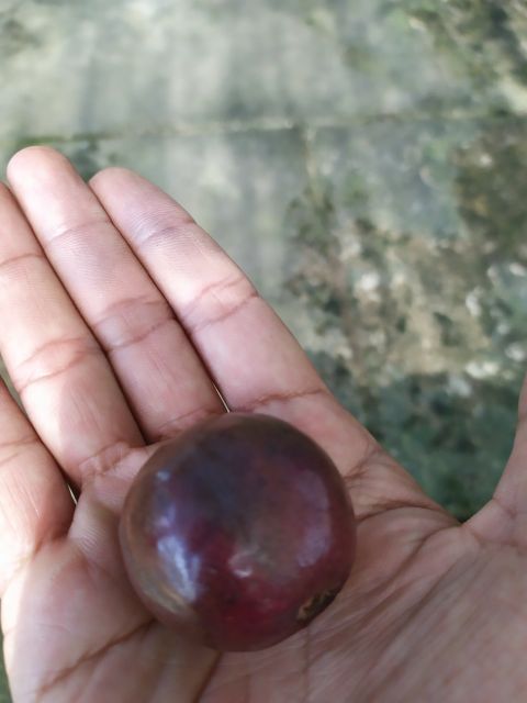 Cây giống Cây ổi rí tím