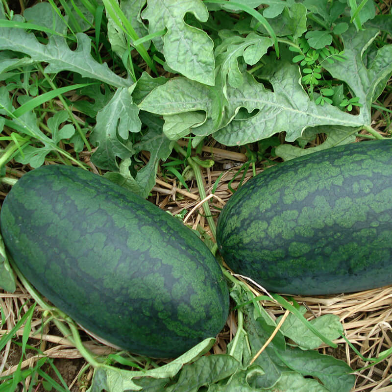 Hạt giống dưa hấu trái dài F1 gói 20g ( 500 hạt ) năng suất cao giá rẻ