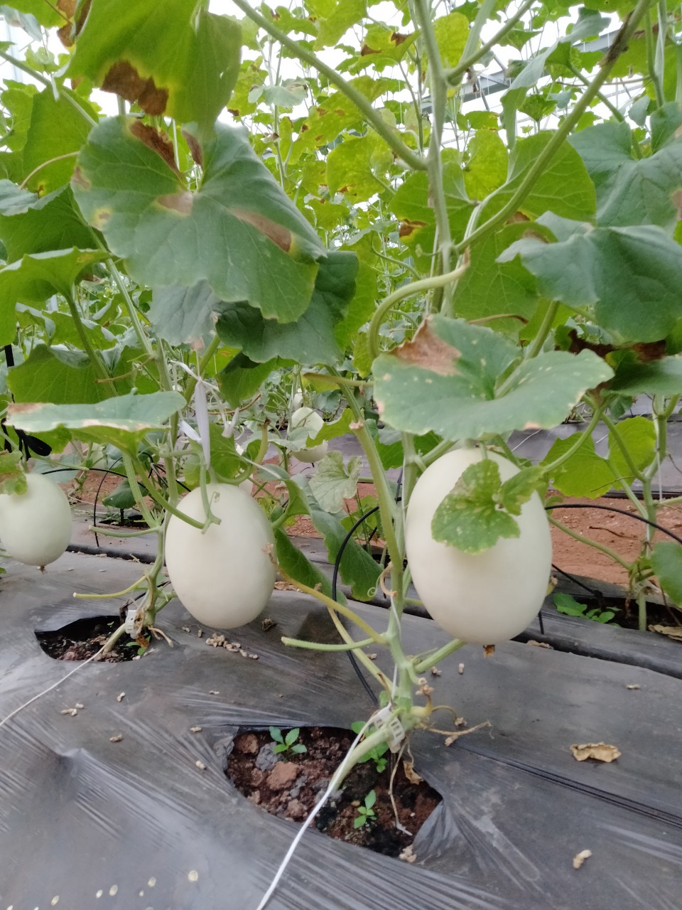 Hạt giống dưa lê Bạch Ngọc Ngọt Thanh, Ruột Trắng_KIEUFARM