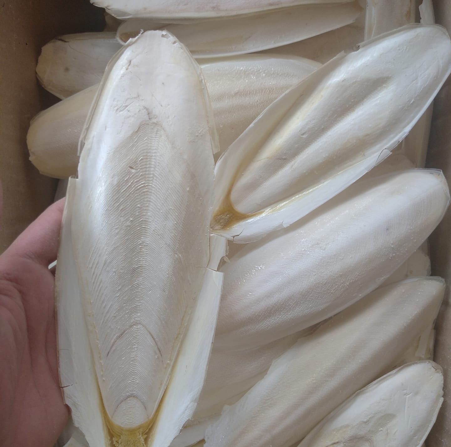 [Hàng công ty mới về] Mai mực (nang mực) khô 500g - Thảo Dược Tấn Phát - Chuyên dùng để sắc nước uống hoặc làm đông sương sa