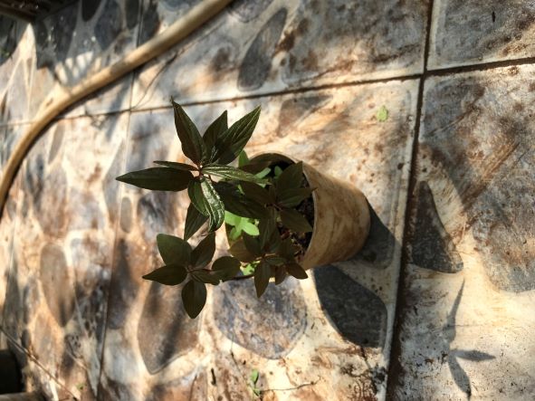 Cây t.huốc dòi (cỏ dòi)giống nấu nước mát