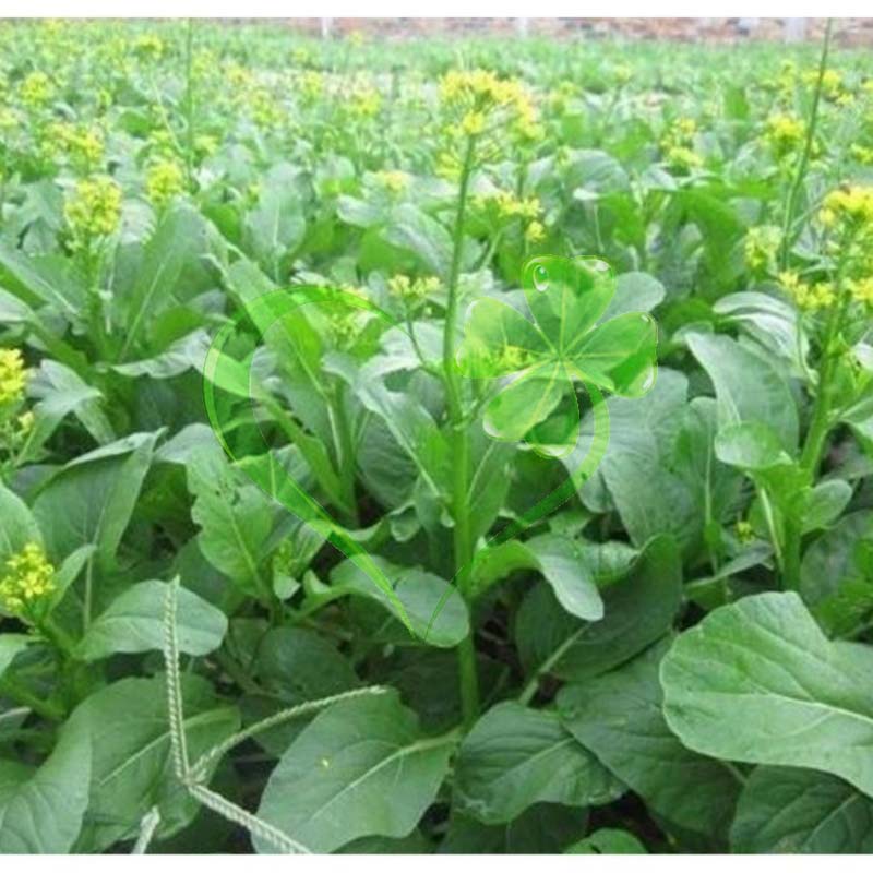Hạt giống cải ngồng - gói 20 gram