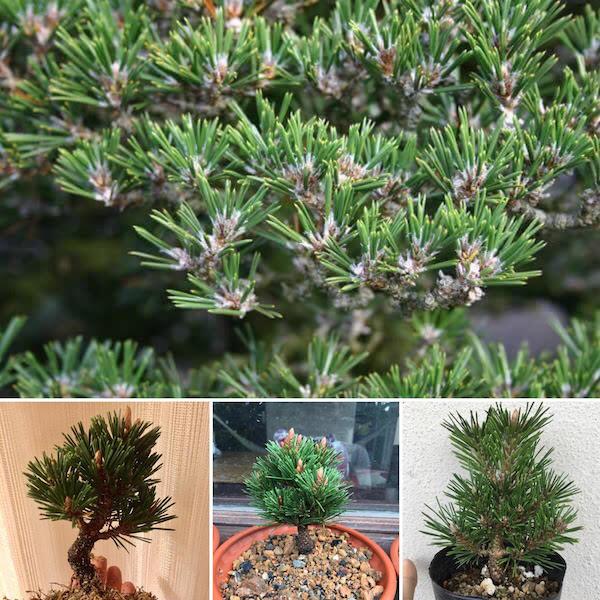 [5 packs] - Japanese pine seeds