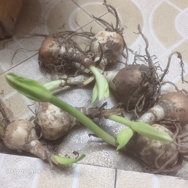 Củ hoa Ngọc Trâm size củ mẹ sắp nụ (gửi củ to như hình )