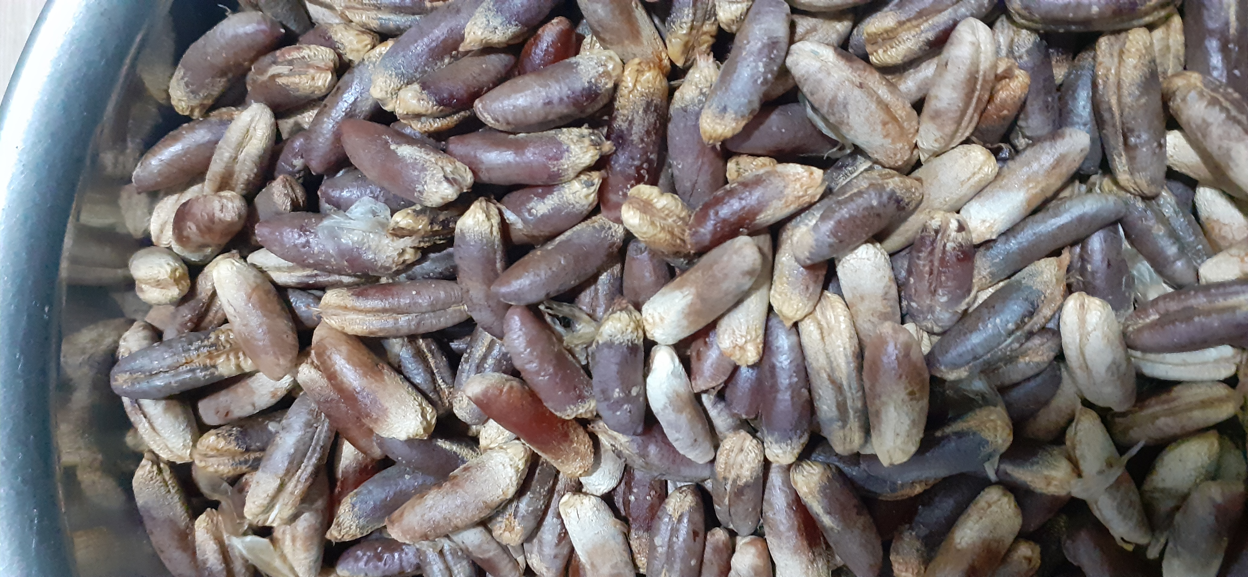 50 gram hạt giống chà là ăn quả