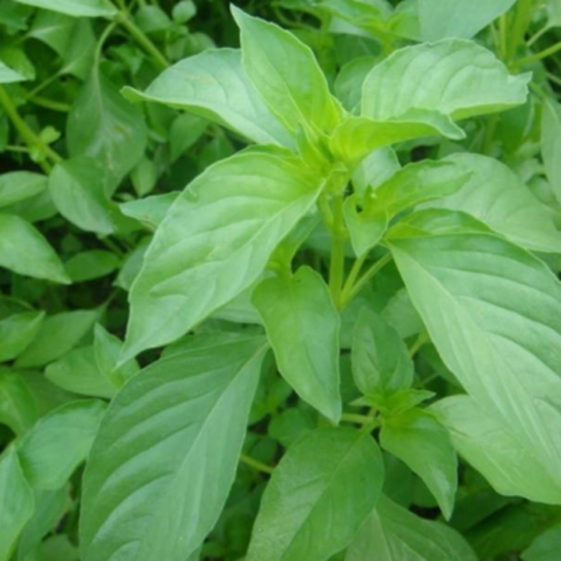 3gr Hạt giống Rau é trắng (tặng Kích nẩy mầm, Hướng dẫn ươm)