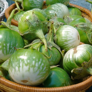 "Gói 0,5gram " Hạt giống Cà bát ta da ếch