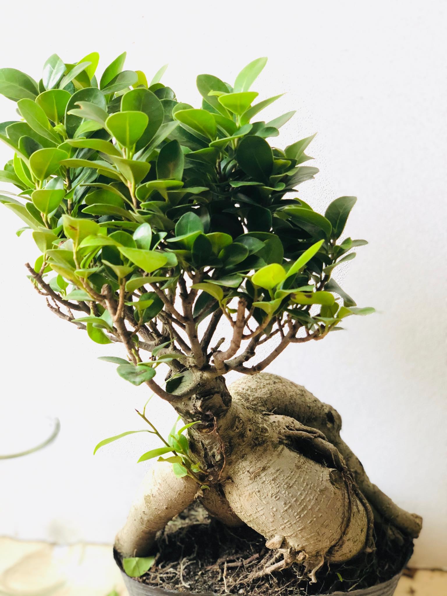 Cây bon sai si nhật 4