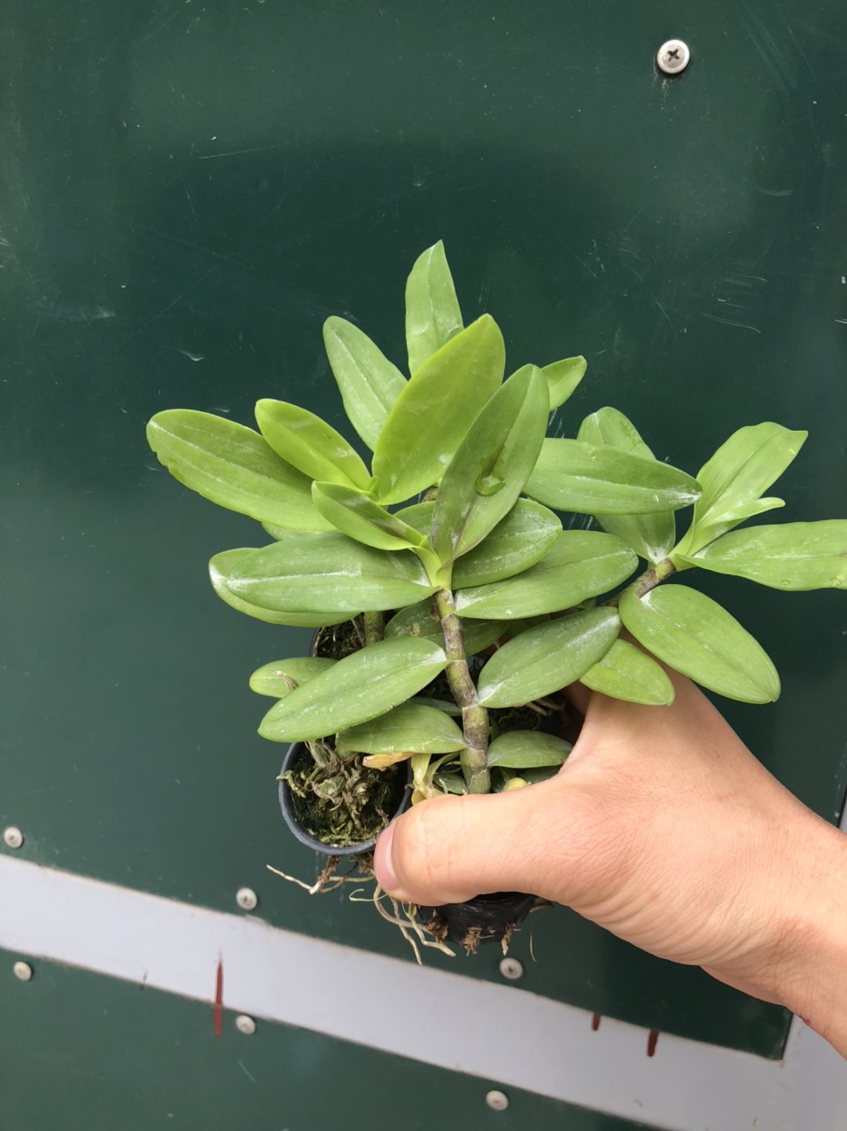 Trầm giống siêu đỏ bộ 3 cốc