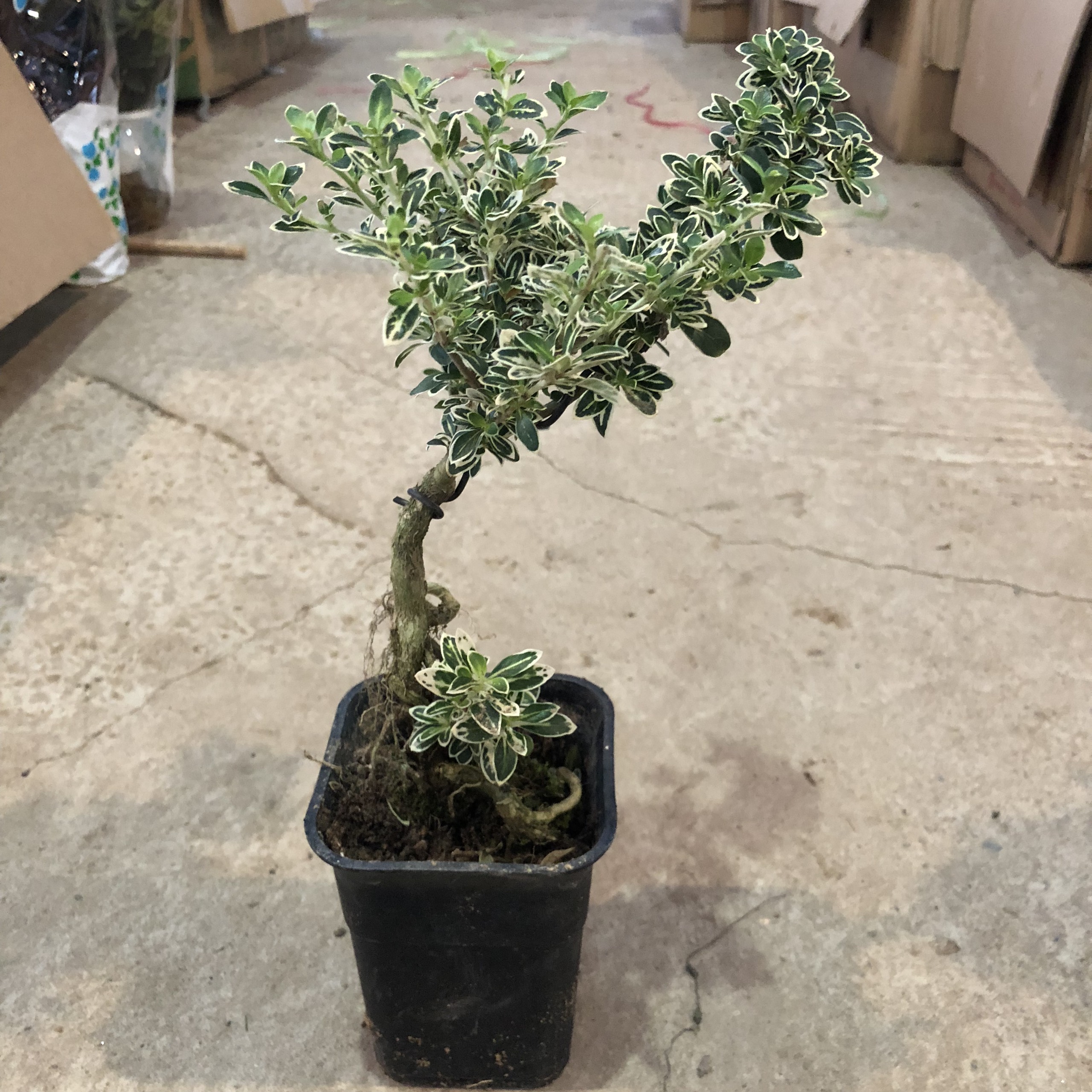 Cây bạch tuyết mai mini bonsai, chiều cao 15-20cm bộ rễ đẹp lá cẩm thạch , cây đẹp giá rẻ, cam kết chất lượng