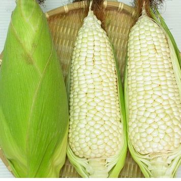 Hạt Giống Bắp Nếp Nù (100gr)