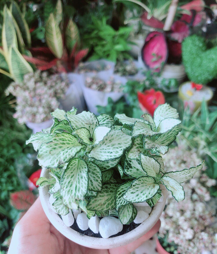 Chậu Cây Cẩm Nhung Xanh (cây may mắn)