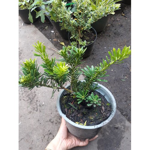 CÂY TÙNG KIM CƯƠNG GIỐNG