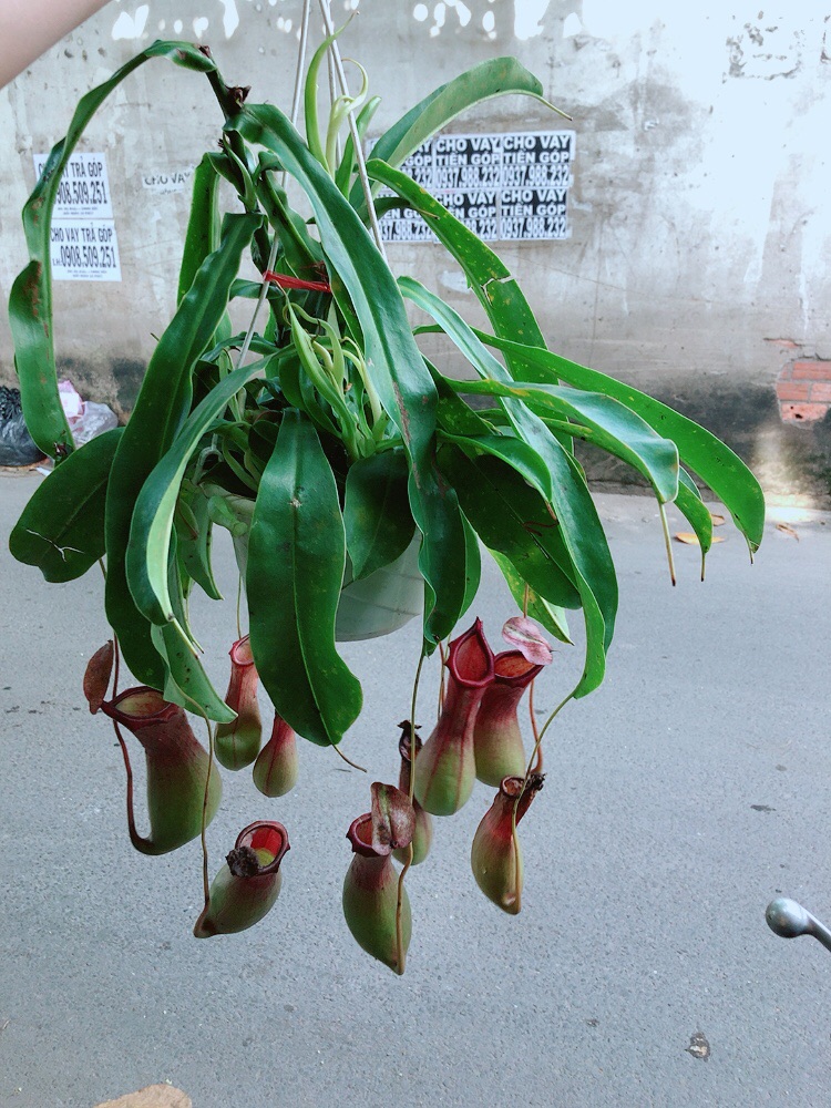 Chậu Cây Nắp Ấm