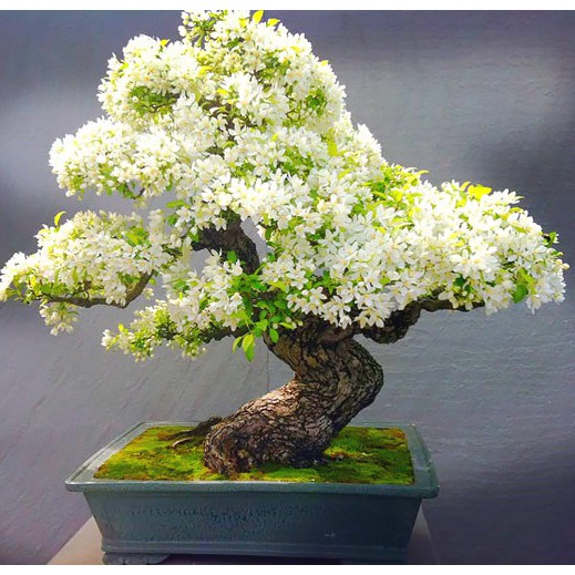 [HCM]1 BỊCH CỎ SỢI RÊU SỢI