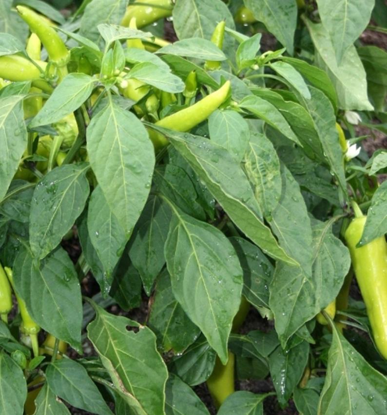 Hạt giống ớt đại vàng