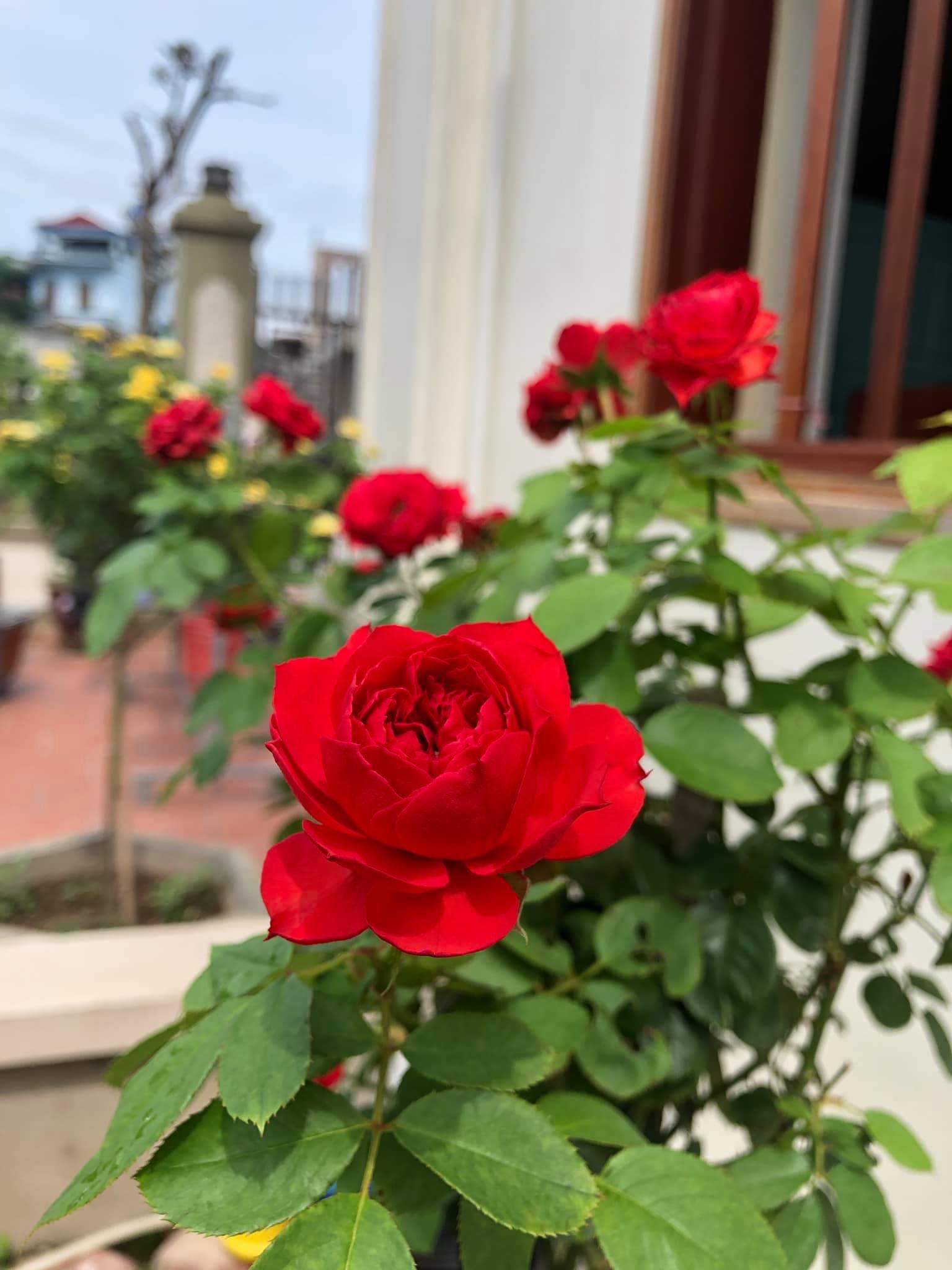 Hoa hồng Ngoại Red Apple Rose