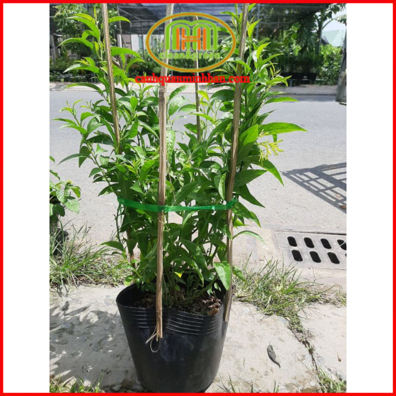 Dạ lý hương cao 50-60cm cây hoa siêu thơm bát ngát dễ trồng|Minh Hân Garden