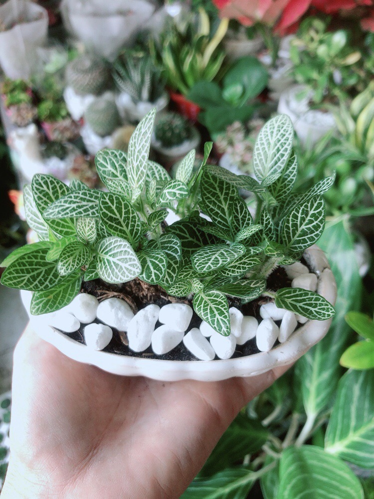 [HCM]Chậu Cây Cẩm Nhung