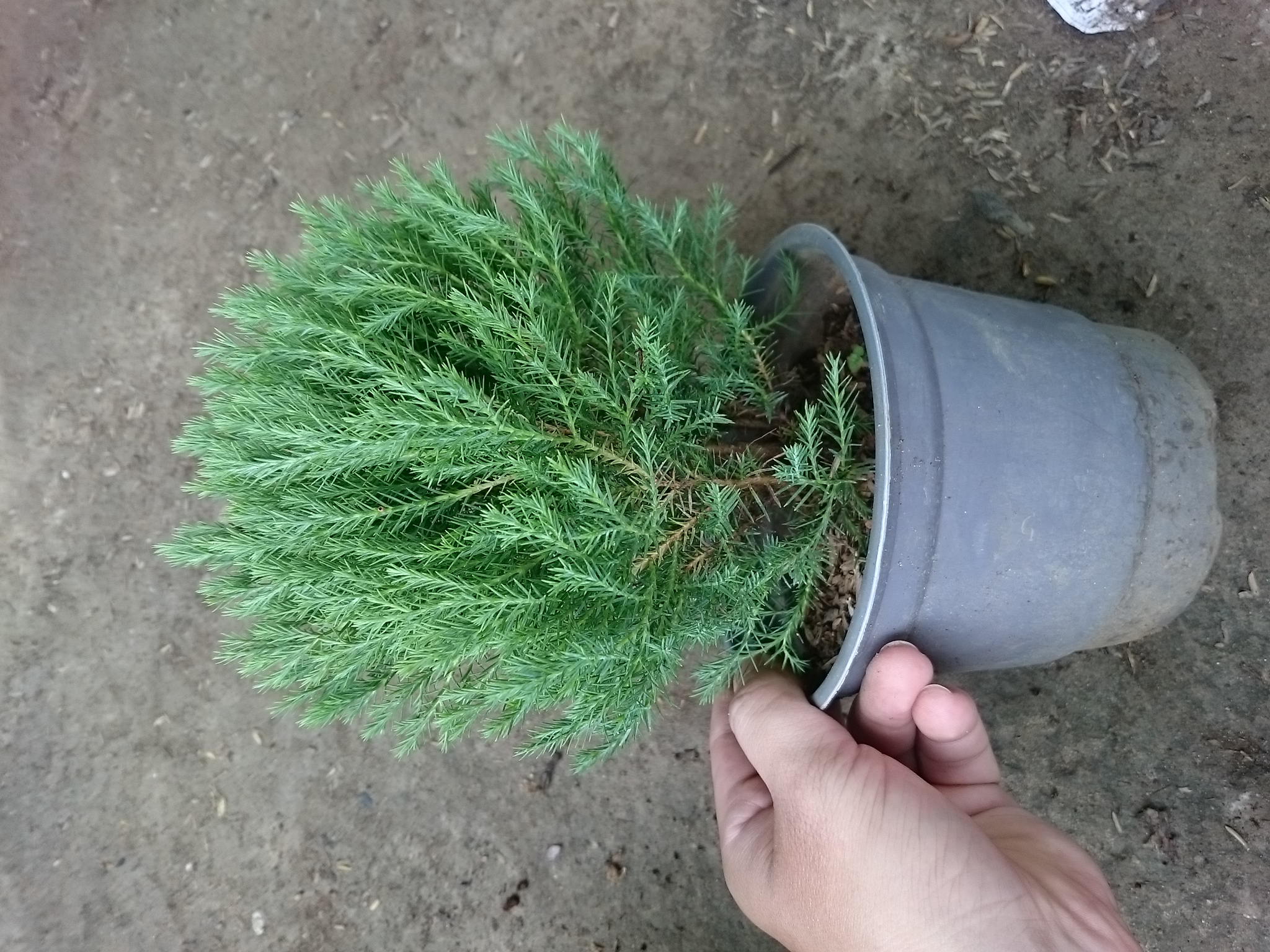 Cây tùng bồng lai - Cây cảnh để bàn